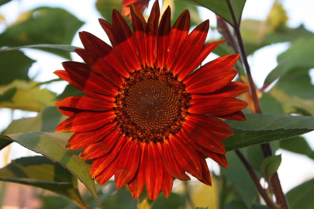 My West Sacramento Photo of the Day Ornamental Red Sunflower